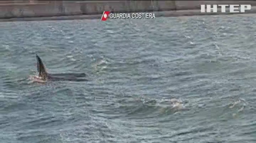 Унікальне видовище: біля узбережжя Італії помітили трьох китів
