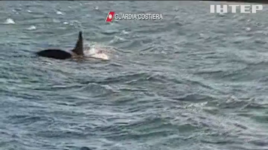 Біля узбережжя Італії помітили трьох китів