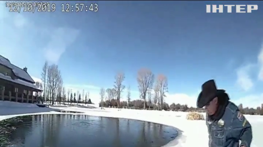 Поліцейські врятували оленя від водних процедур у озері