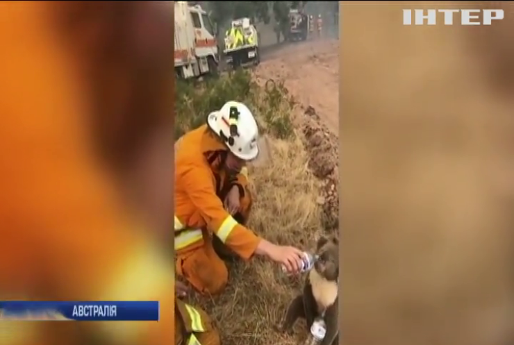 Австралійські вогнеборці піклуються про коал, як про власних дітей