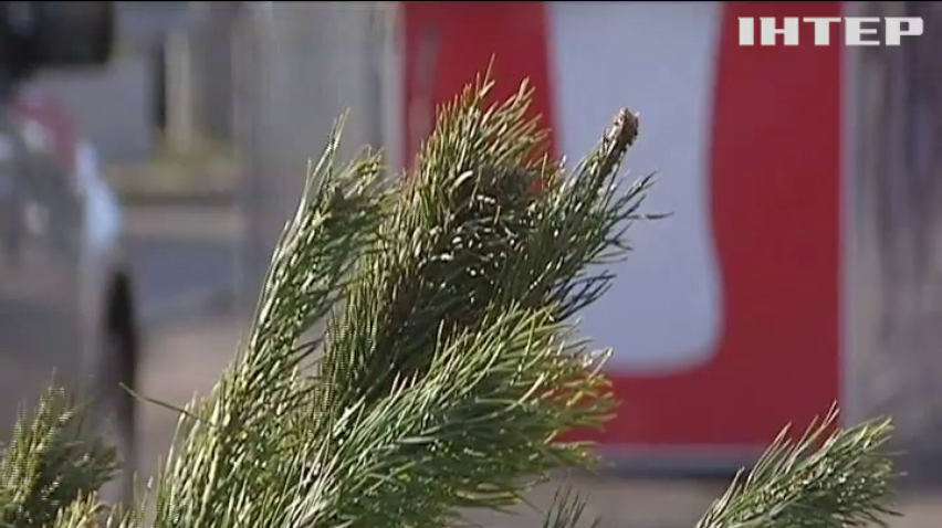 У Дніпрі багатодітні матері, пенсіонери та інваліди отримають різдвяне дерево задарма