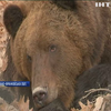Карпатські ведмеді не можуть заснути через зміни клімату