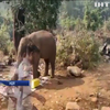 В Індії на пікнік до відпочивальників завітав слон