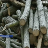 На Черкащині знищили десятки вікових дубів і пів сотні грабів та ясенів