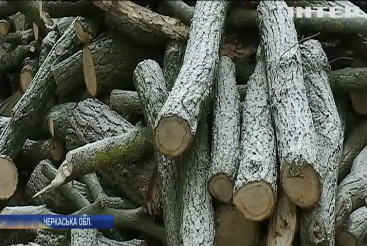 На Черкащині знищили десятки вікових дубів і пів сотні грабів та ясенів