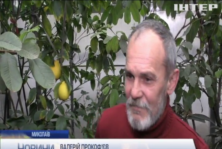 Садівник з Миколаєва цілий рік вирощує екзотичні фрукти