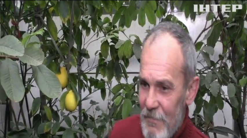 Садівник з Миколаєва цілий рік вирощує екзотичні фрукти