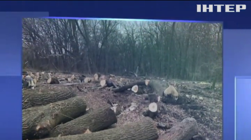 "Чорні лісоруби" разом із лісівниками нищили дерева Кіровоградщини