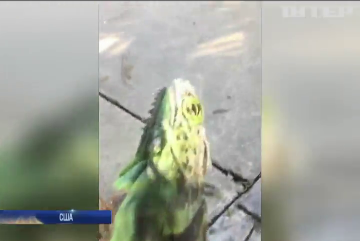 Аномальний холод у Флориді: ящірки падають з дерев