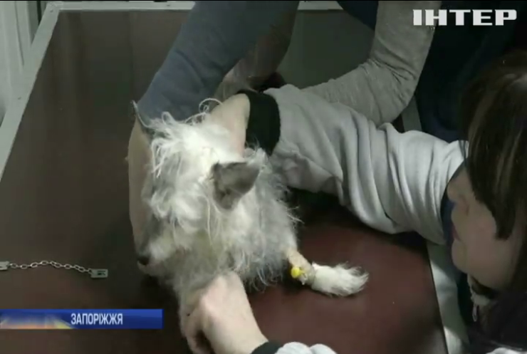 У Запоріжжі знайшли живодера, який намагався вбити собаку
