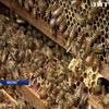Мексиканські агрономи придумали, як захистити бджіл від пестицидів