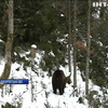 Ведмеді реабілітаційного центру на Закарпатті не заснули на зиму