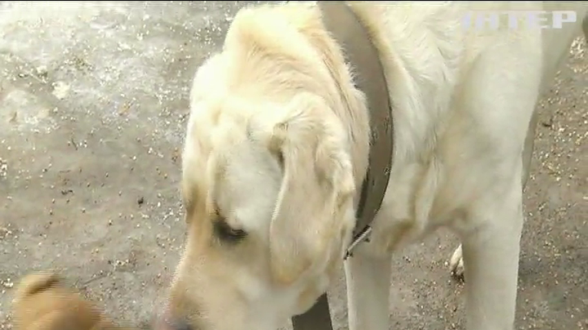 На Прикарпатті собака прихистив крихітне цуценя