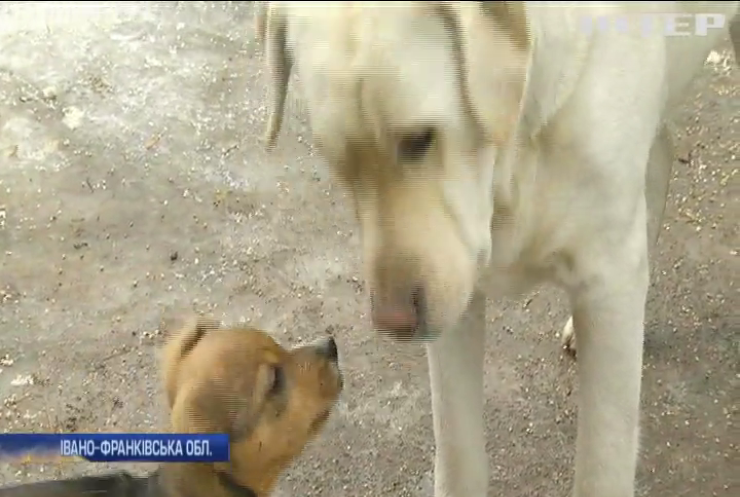 На Прикарпатті собака опікується бездомним цуценям