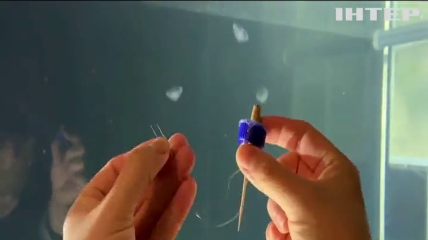 У США вчені оснастили медуз високотехнологічними протезами