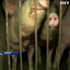 На Балі зафіксували спалах чуми свиней