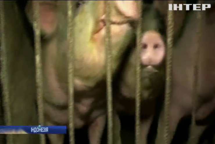 На Балі зафіксували спалах чуми свиней