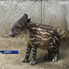 У зоопарку Нікарагуа показали новонародженого тапіра