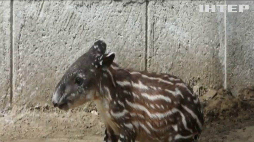 У зоопарку Нікарагуа показали новонародженого тапіра
