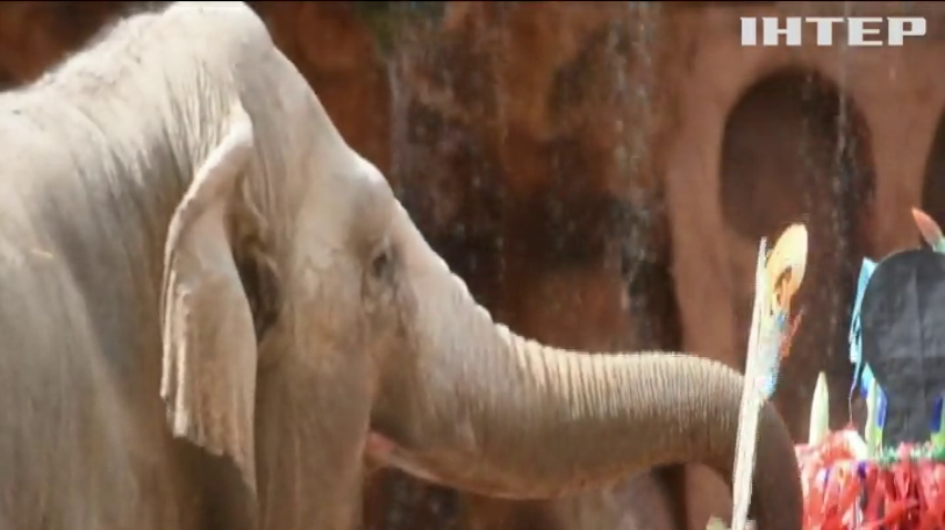 У гватемальському зоопарку привітали з днем народження слониху