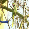 У Німеччині папуги загрожують цвіту магнолій