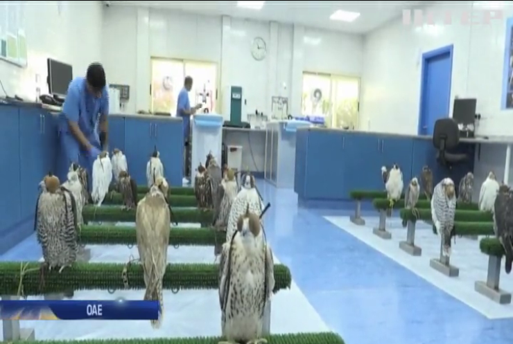 У столиці ОАЕ працює найбільша у світі соколина лікарня