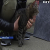 На Київщині в'язням дозволяють піклуватися про котиків за хорошу поведінку 