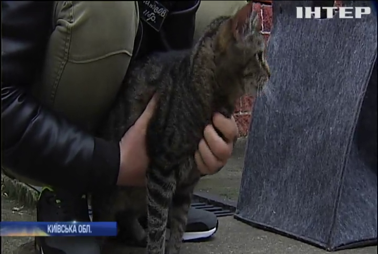 На Київщині в'язням дозволяють піклуватися про котиків за хорошу поведінку 