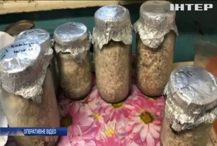 На Дніпропетровщині накрили ферму галюциногенних грибів