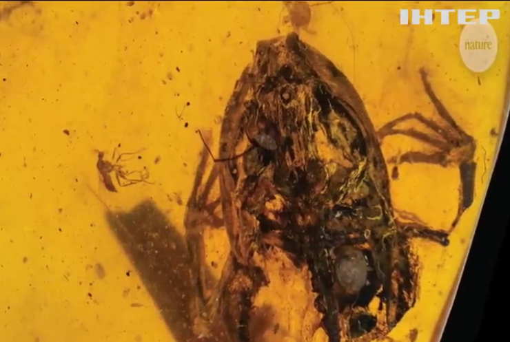 Китайці виявили в шматочку бурштину череп міні-динозавра