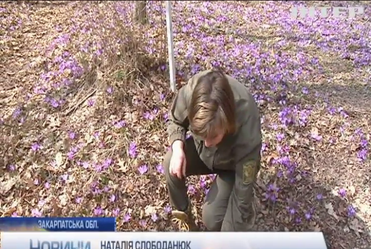 Фіолетовий рай: на Закарпатті зацвіли дивовижні шафрани