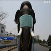 Індусів навчатимуть закривати обличчя на прикладі коронавірусного слона