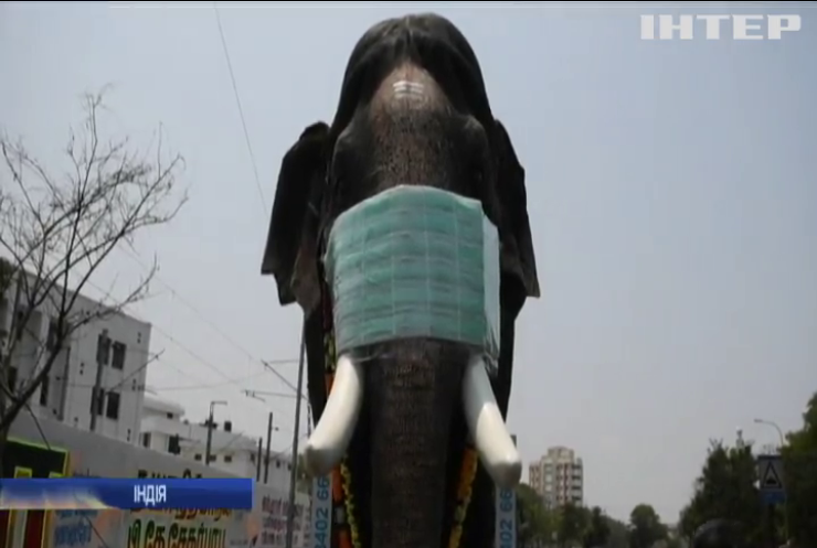 Індусів навчатимуть закривати обличчя на прикладі коронавірусного слона