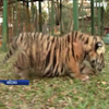У зоопарку Мехіко народилося бенгальське тигреня