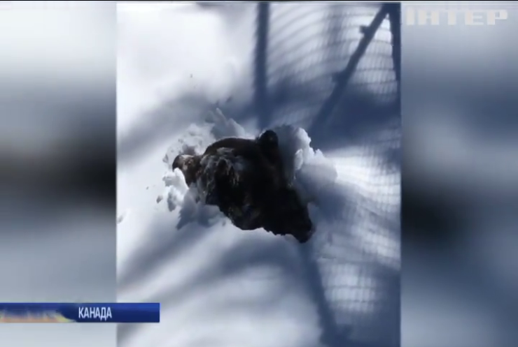 Канадський ведмедик відкопав себе зі снігу після зимової сплячки