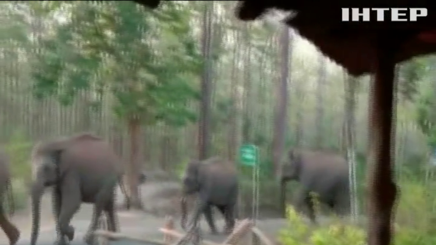 В Індії спорожнілими вулицями вешталися слони