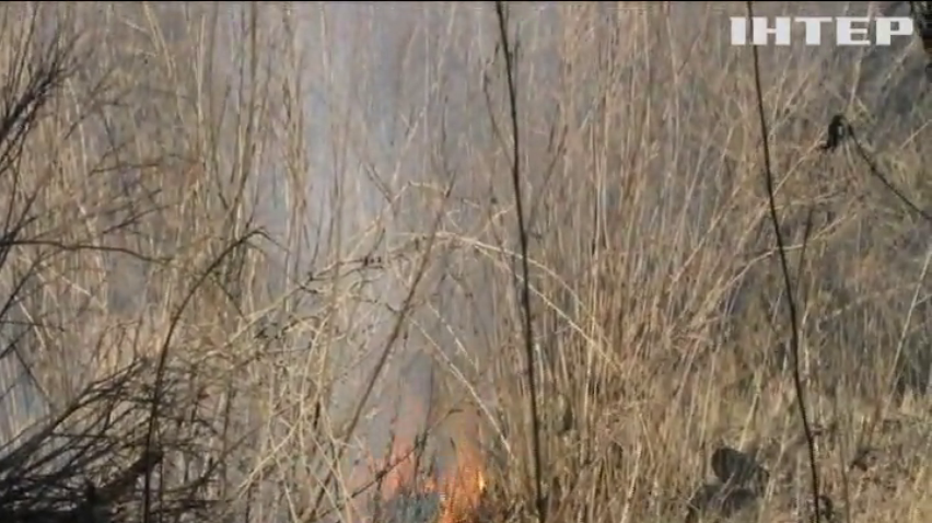 Черкащина у вогні: палії знищили 40 гектарів очерету та зелених насаджень