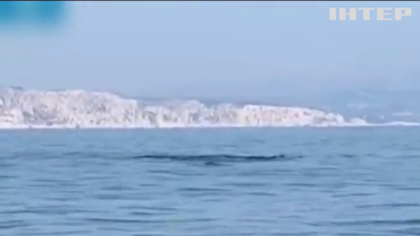 До узбережжя Франції припливли кити-фінвали