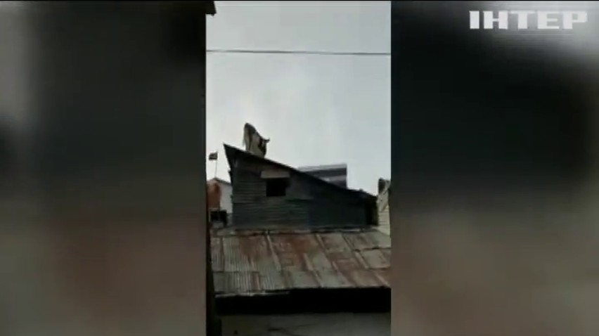 У турецькому селі корова залізла на дах будинку