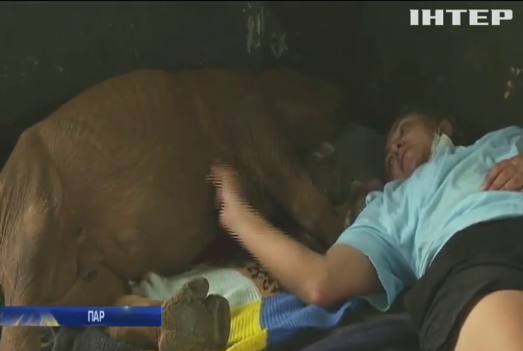 Волонтерів закликали врятувати носорогів від коронавірусу