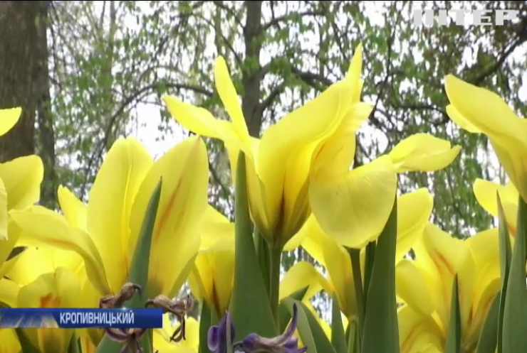 У Кропивницькому розквітли мільйони тюльпанів