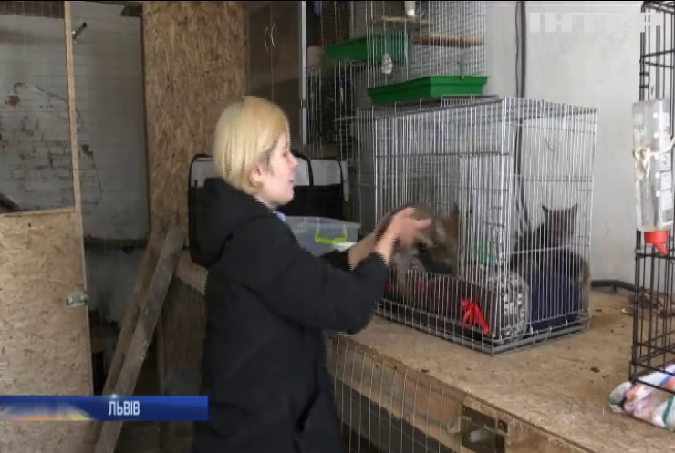 Домівка врятованих тварин у Львові поповнилася маленькими лисенятами