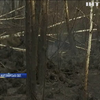 На Житомирщині спалахнула масштабна лісова пожежа