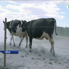 У Швеції провели онлайн весняне випускання корів на пасовища