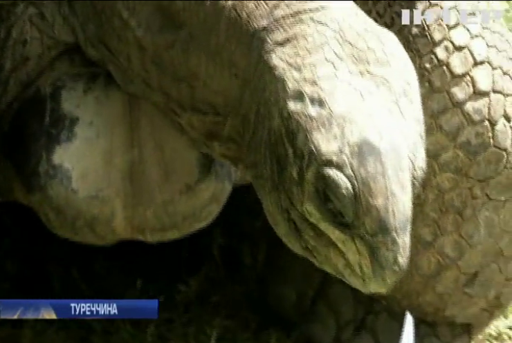 У Туреччині відзначили сторіччя найстарішої гігантської черепахи