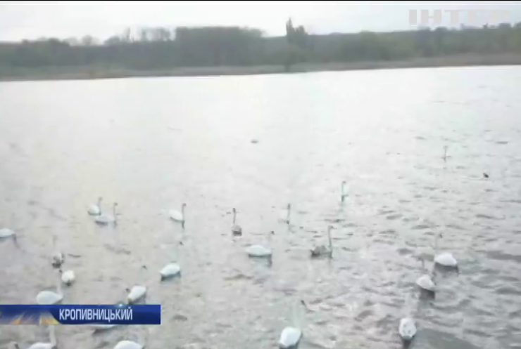 На річці у Кропивницькому оселилися більше сотні лебедів