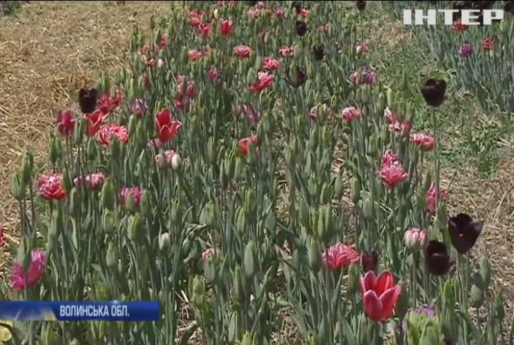 "Волинська Голландія": на Волині стартував фестиваль тюльпанів
