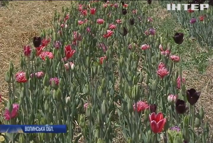 На Волині стартував масштабний фестиваль тюльпанів