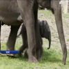 Празький зоопарк показав маленьких слоненят