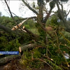 На Черкащині шторм повалив десятки дерев